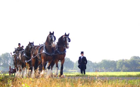 Optocht paarden